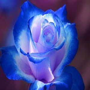 Meet your Posher, Carla